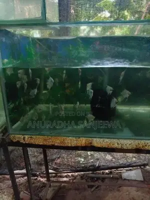 Angel Fish