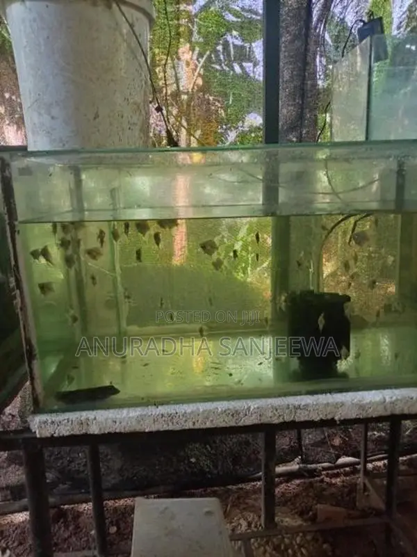 Angel Fish