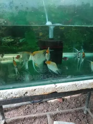 Angel Fish