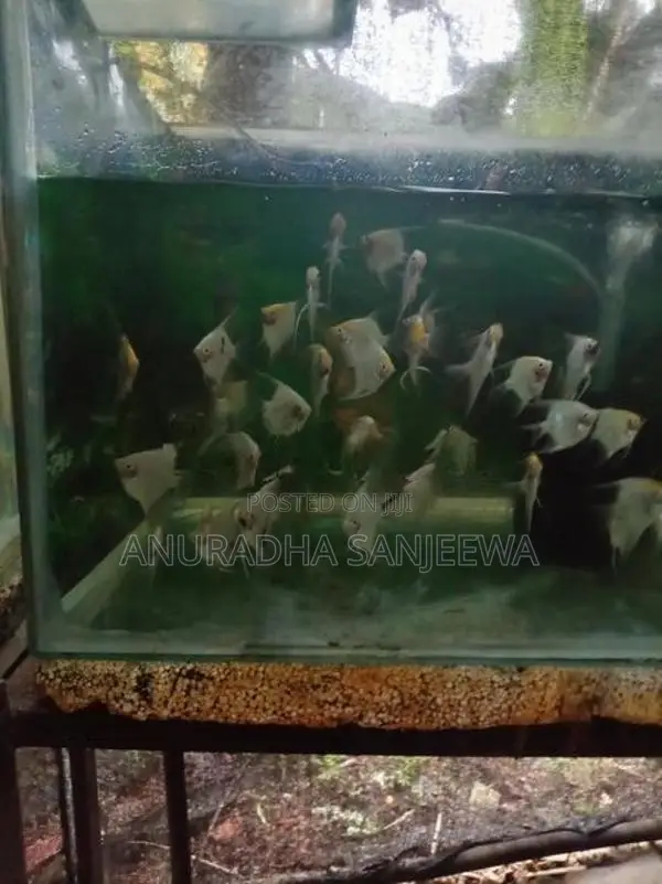 Angel Fish