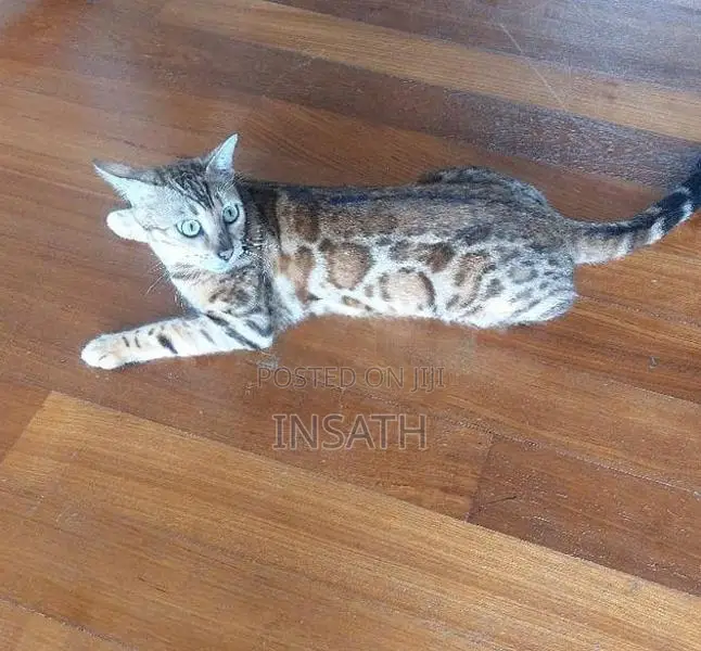 Bengal Cat