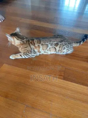 Bengal Cat