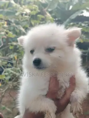Lion Pomeranian Puppies