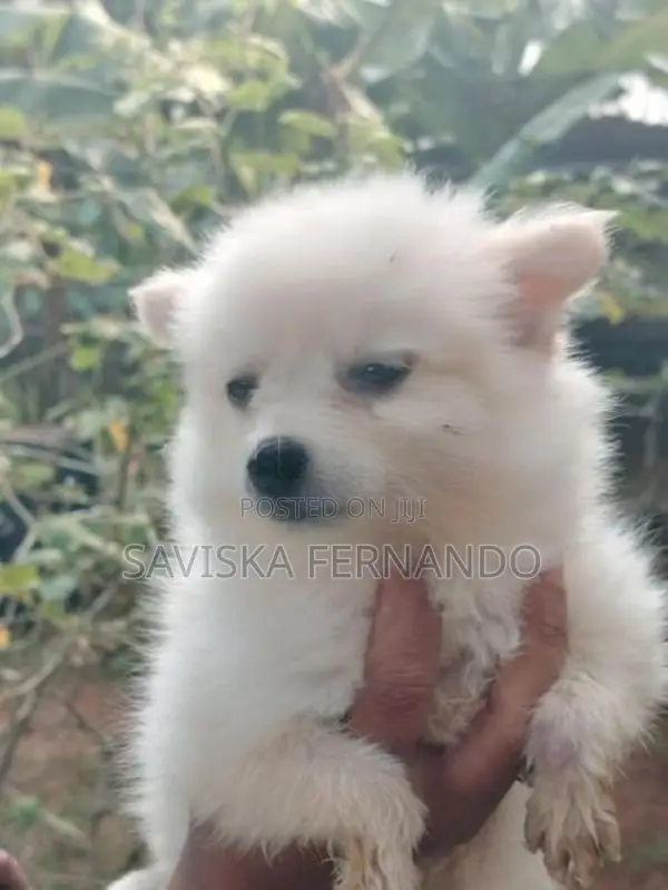 Lion Pomeranian Puppies