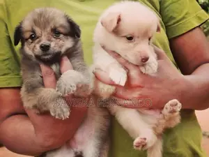 Lion Pomeranian Puppies