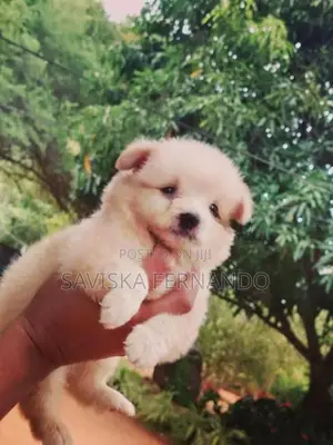 Lion Pomeranian Puppies