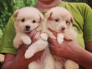 Lion Pomeranian Puppies