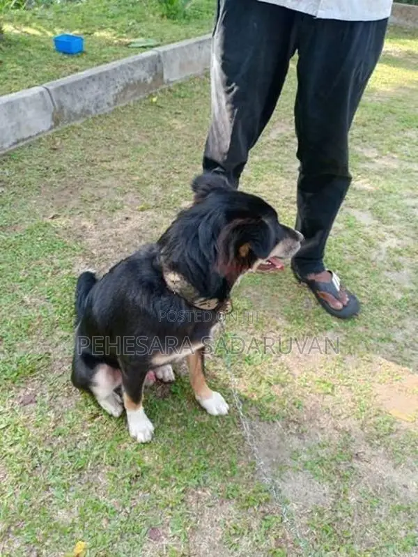 ස්ථාන මාරුවක් නිසා අපේ ලමයව දෙනු ලැබේ