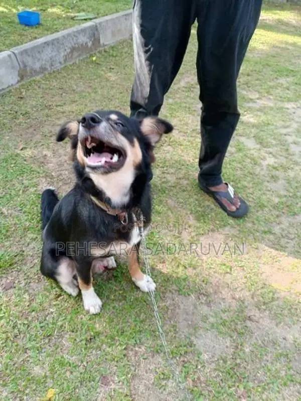ස්ථාන මාරුවක් නිසා අපේ ලමයව දෙනු ලැබේ