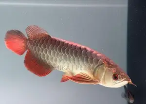 24K Crossback Goldern Arowana