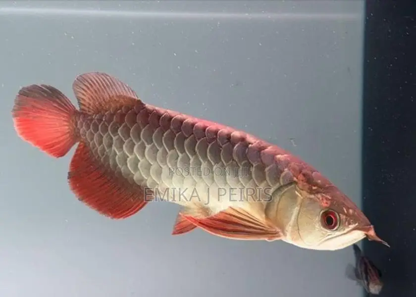 24K Crossback Goldern Arowana