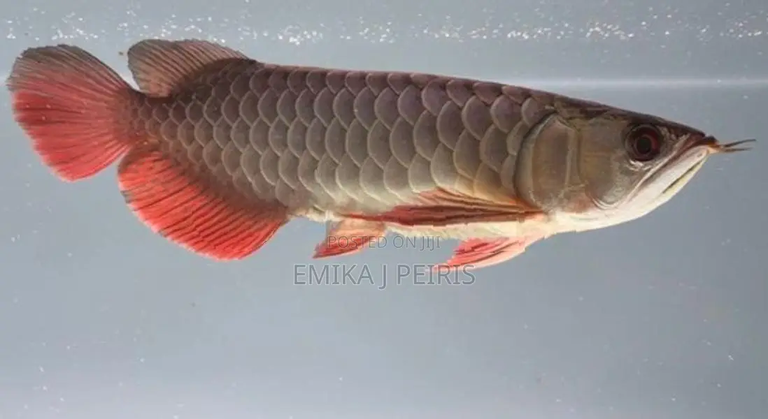 24K Crossback Goldern Arowana
