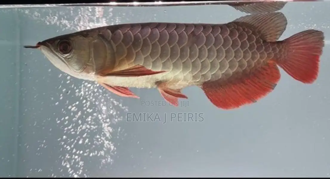 24K Crossback Goldern Arowana