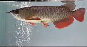24K Crossback Goldern Arowana