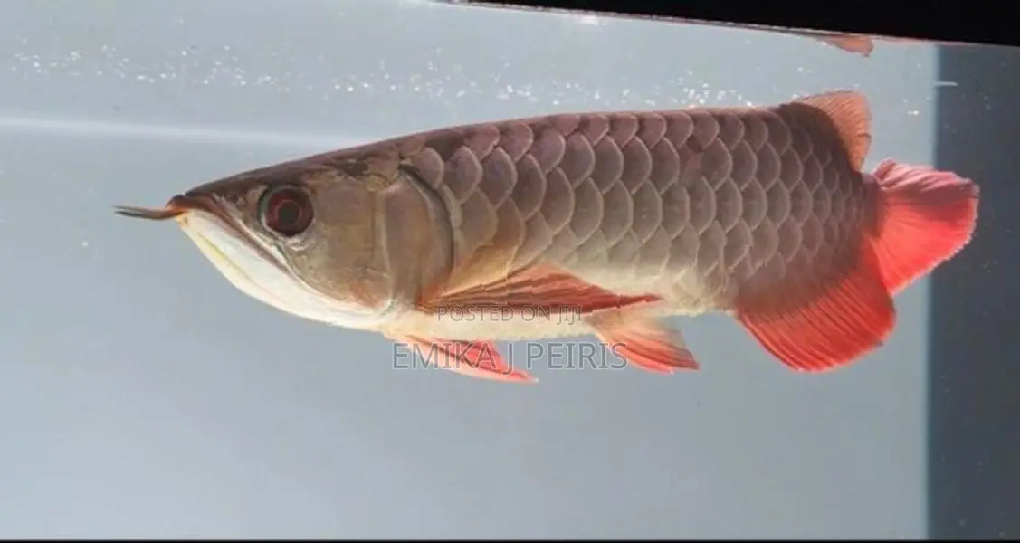 24K Crossback Goldern Arowana