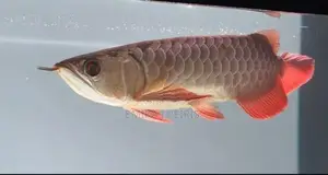 24K Crossback Goldern Arowana