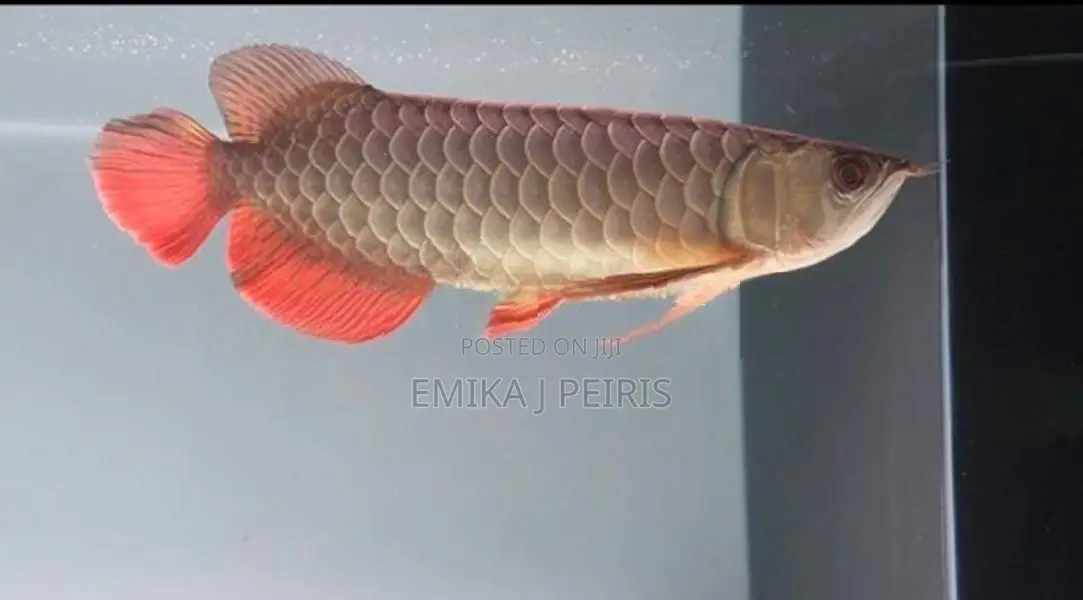 24K Crossback Goldern Arowana