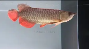 24K Crossback Goldern Arowana