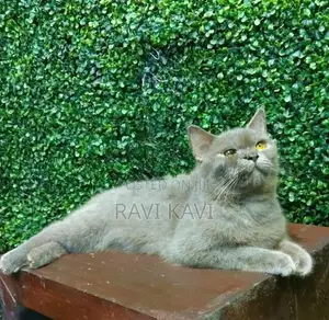 British Shorthair Cat
