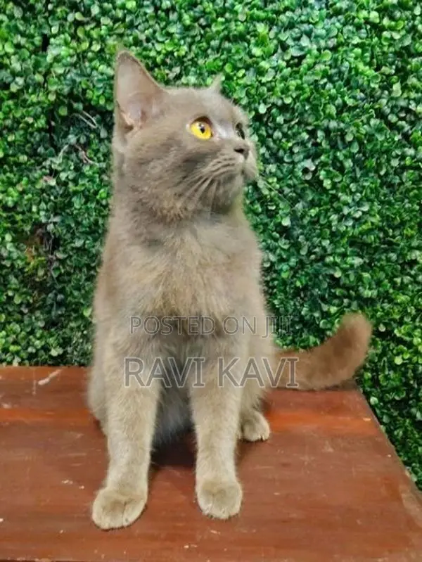 British Shorthair Cat