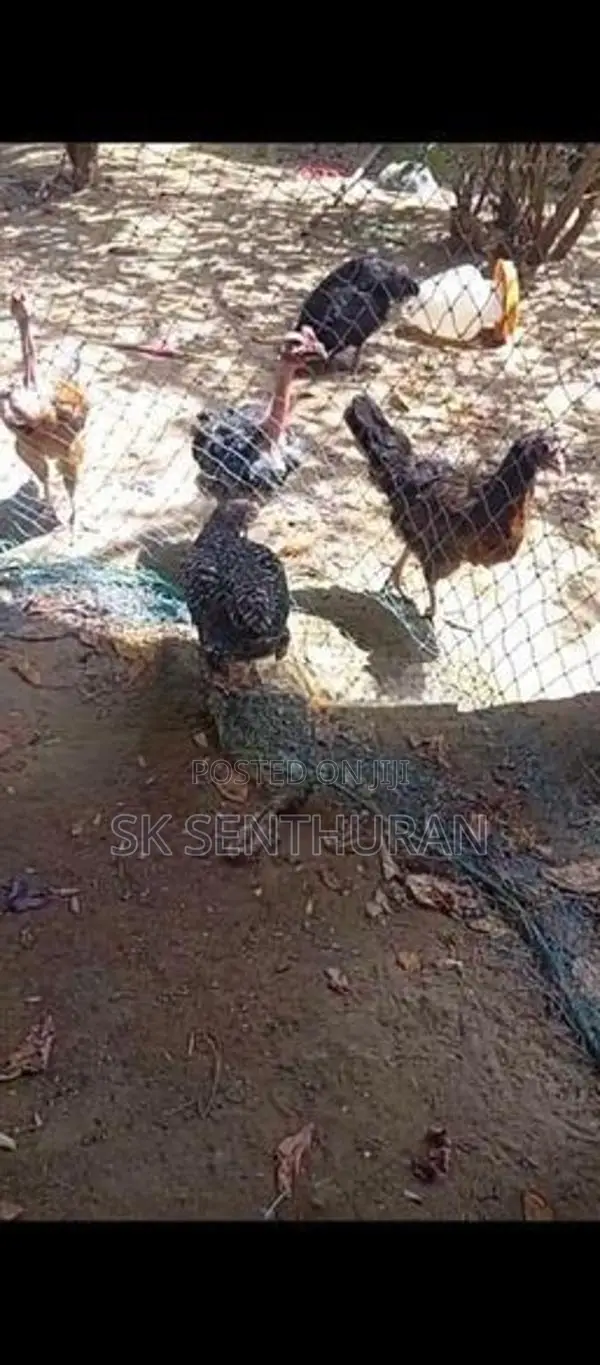Farm Chickens