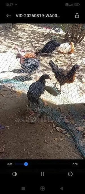 Farm Chickens