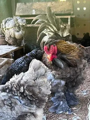 Brahma Chicken