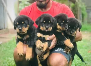 Rottweiler Puppies