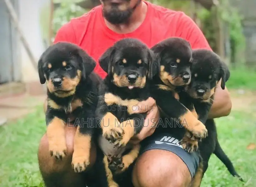 Rottweiler Puppies