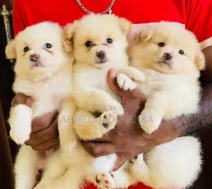 Pomanerin Puppies