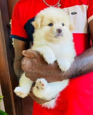 Pomanerin Puppies