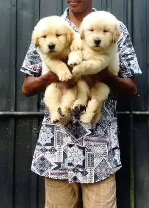 Golden Retriever Puppies
