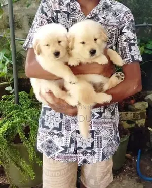 Golden Retriever Puppies