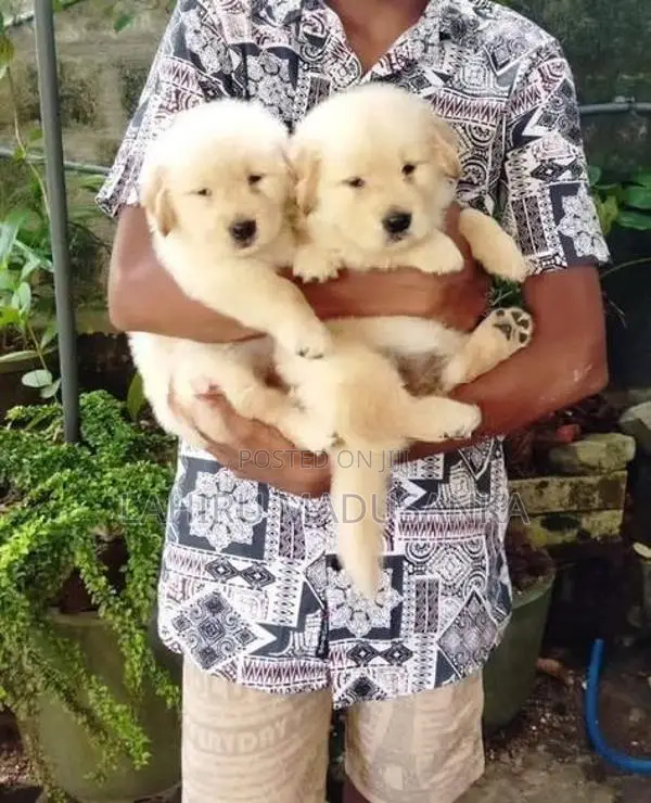 Golden Retriever Puppies