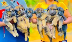 German Shepherd Puppies