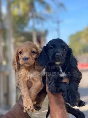 Cocker Spaniel Puppies