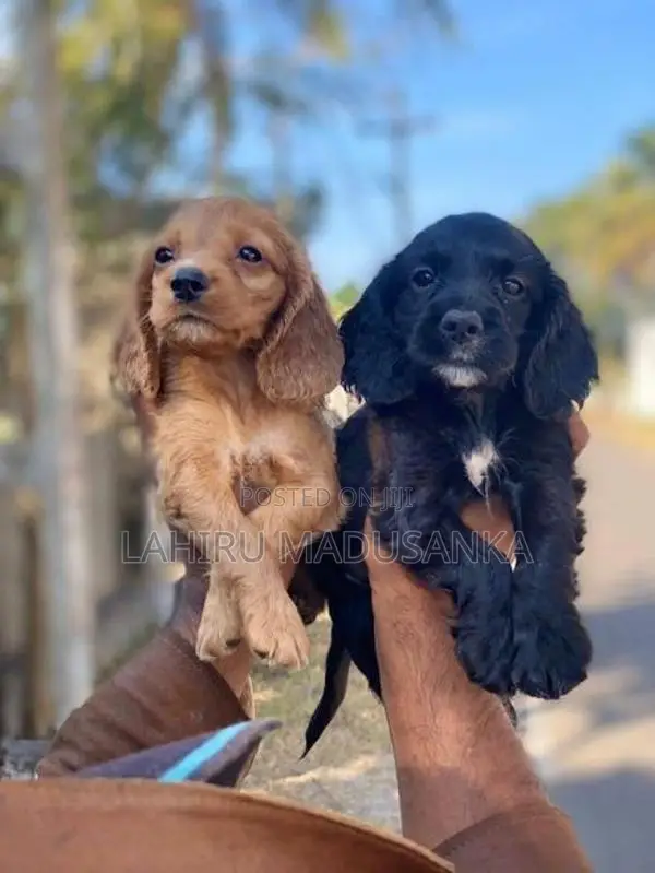 Cocker Spaniel Puppies