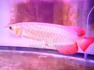 Super Red Arowana