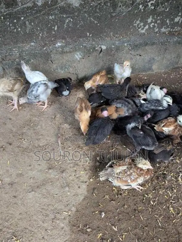நாட்டுக்கோழி