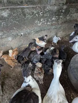 நாட்டுக்கோழி