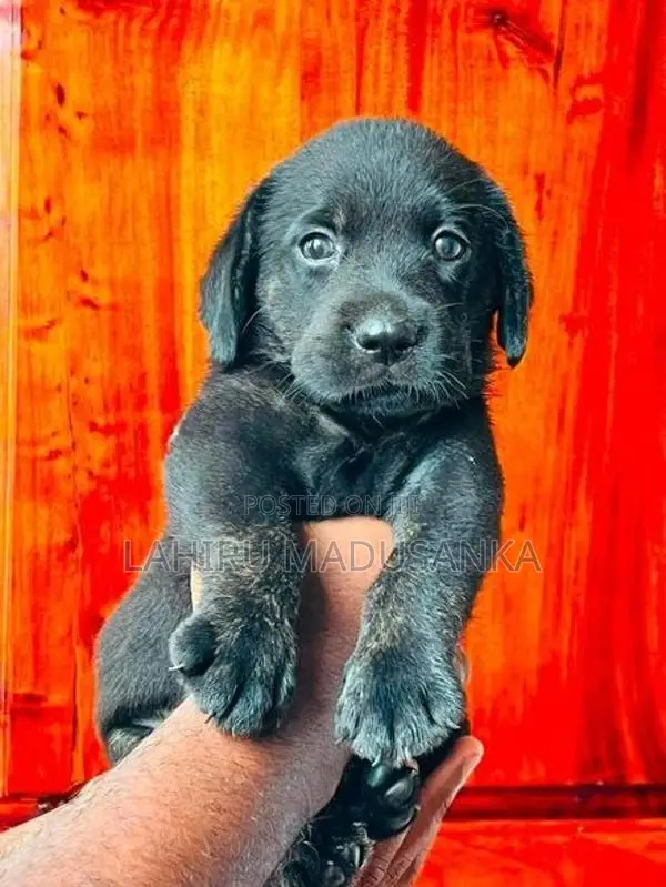 Labrador Puppy