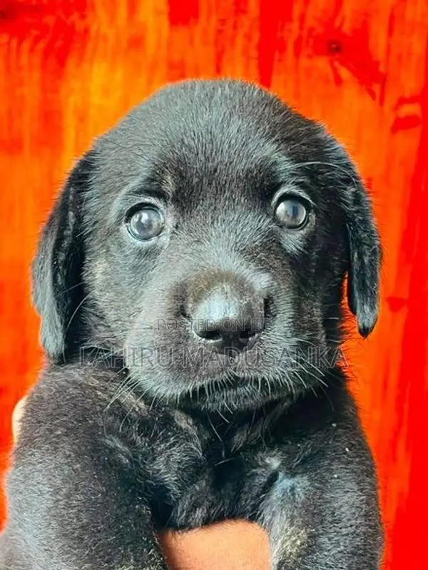 Labrador Puppy