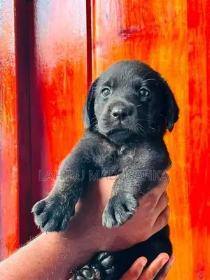 Labrador Puppy