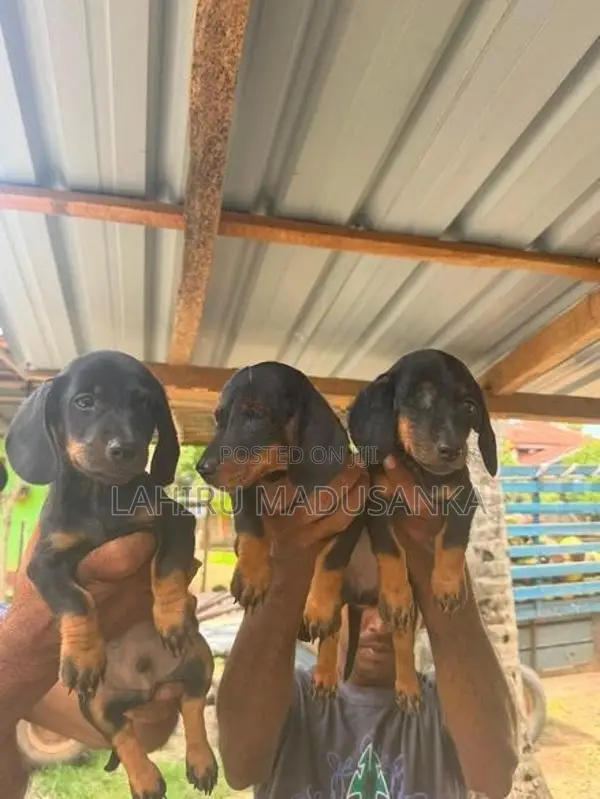 dachshund Puppies