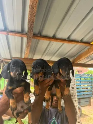 dachshund Puppies