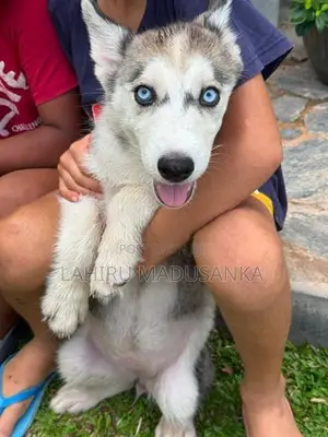 Dalmatian Rhodesian Ridgeback Siberian Husky Dogs & Puppies in Sri Lanka for sale Prices on Jiji.lk