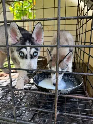 Husky Puppies