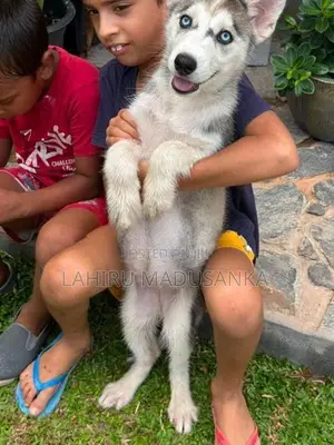 Husky Puppies