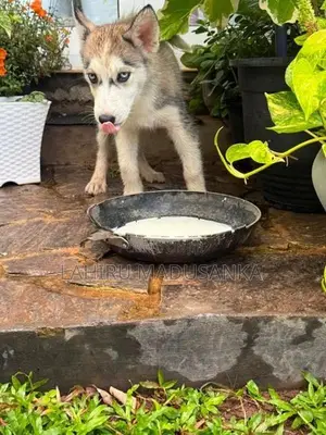 Husky Puppies