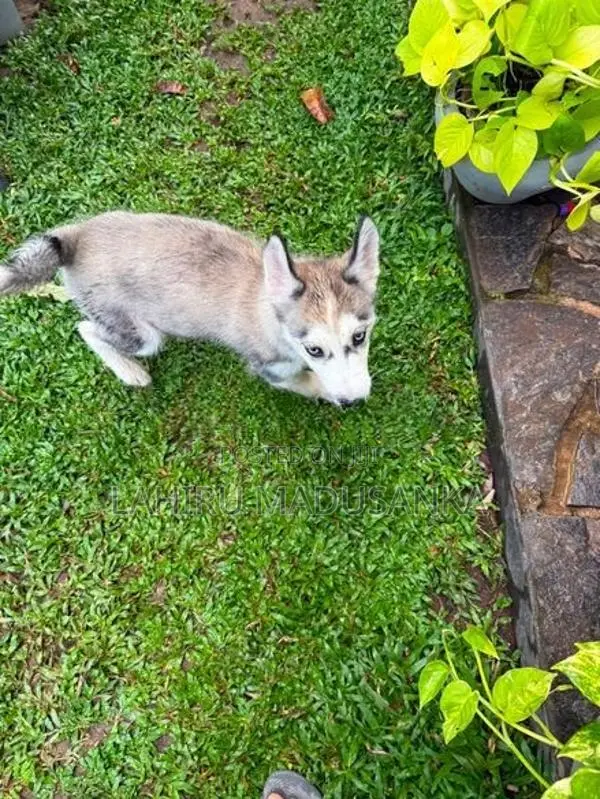 Husky Puppies